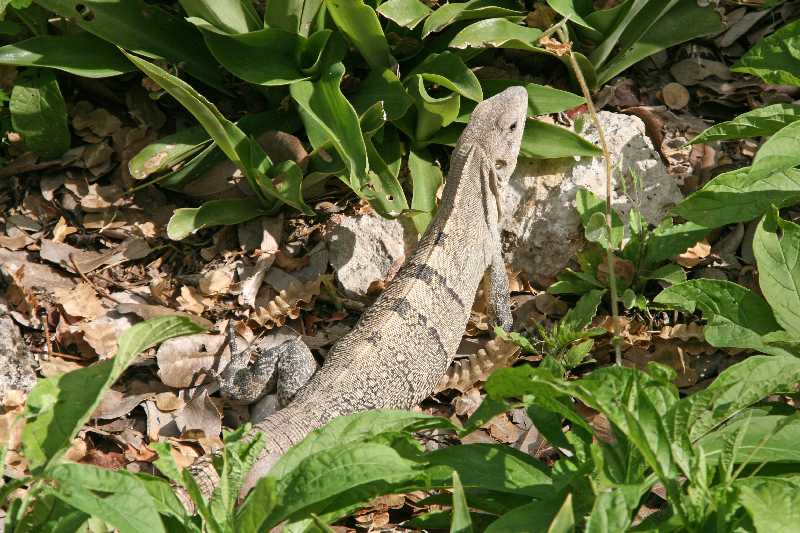 Mexico & Guatemala 2010 - 0163